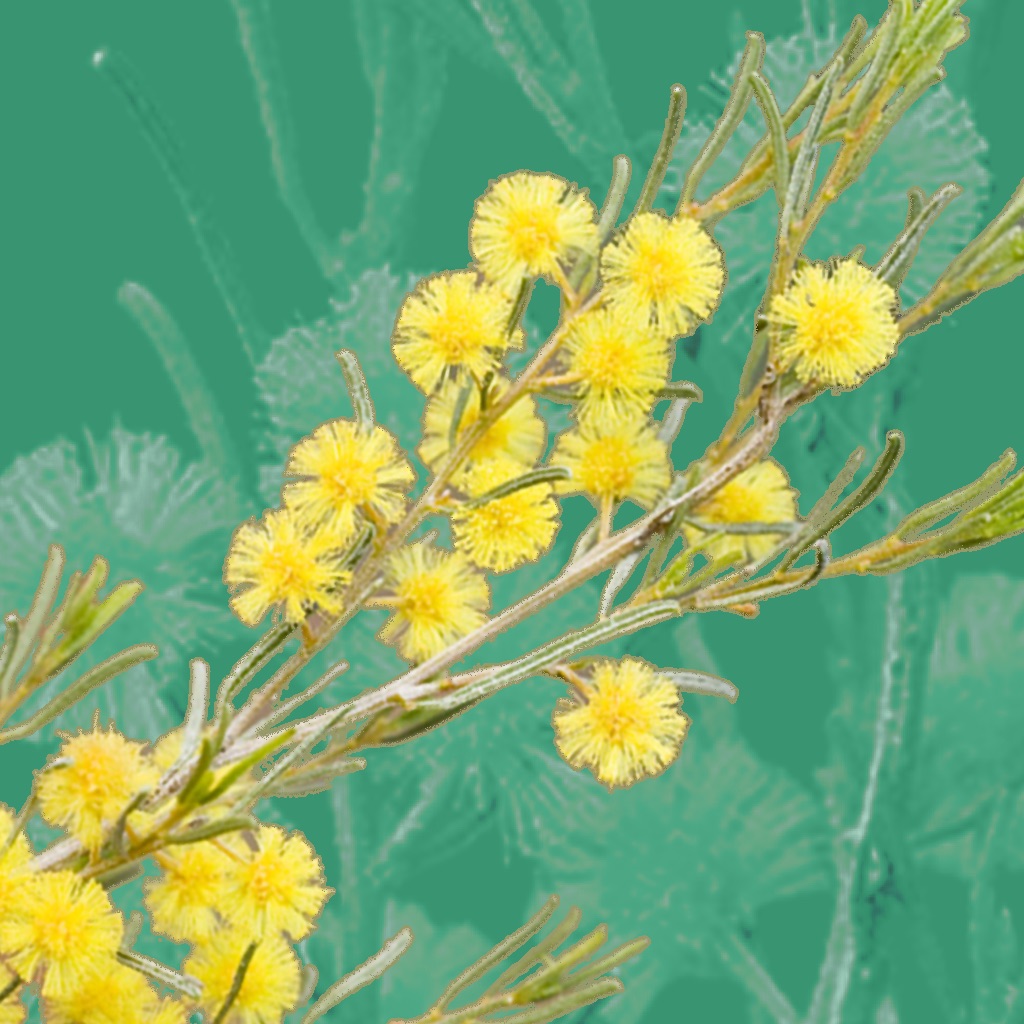 Wattle - Acacias of Australia