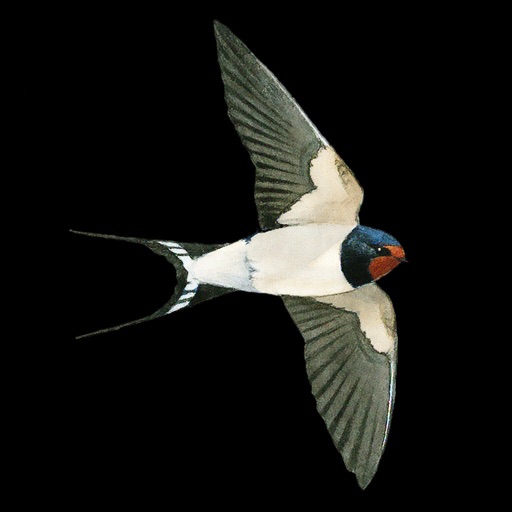 collins bird guide