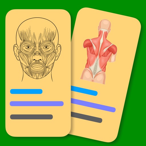 muscle flashcards pro