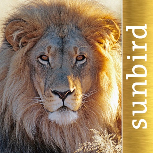 the golden safari guide