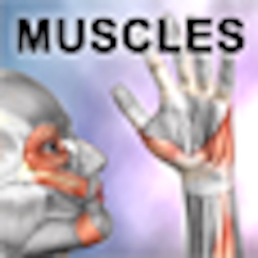 learn muscles: anatomy
