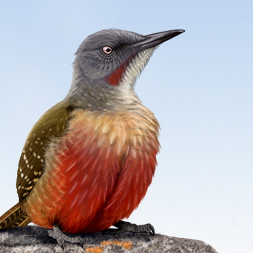 sasol ebirds southern africa