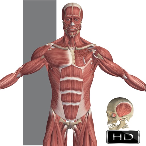 visual anatomy