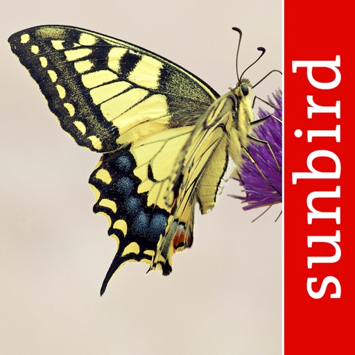 schmetterling id - tagfalter
