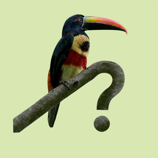 costa rica birds