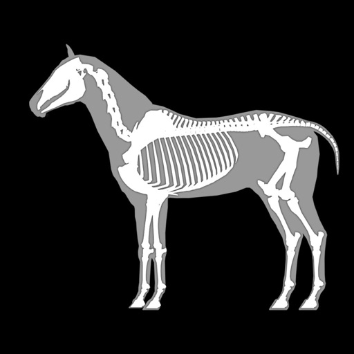 3d horse anatomy