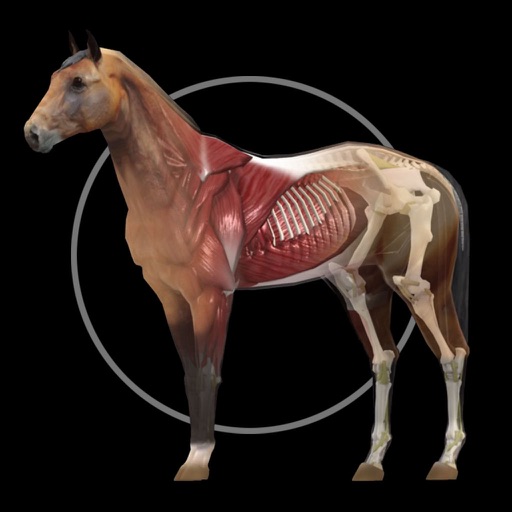 horse anatomy: equine 3d