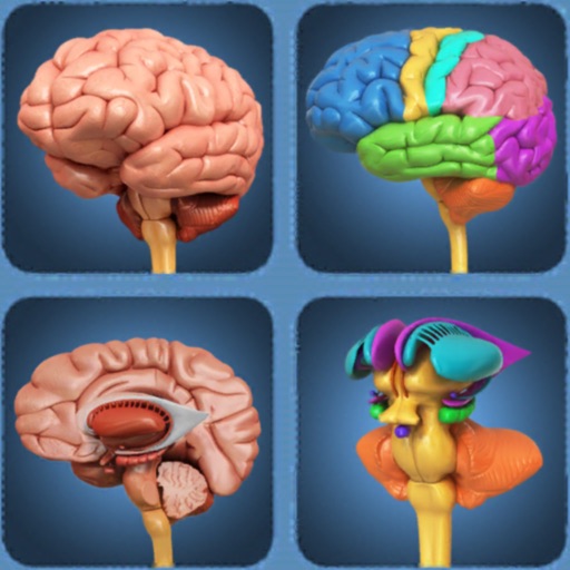 my brain anatomy