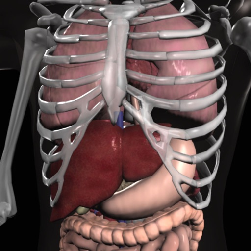 anatomy 3d - organs