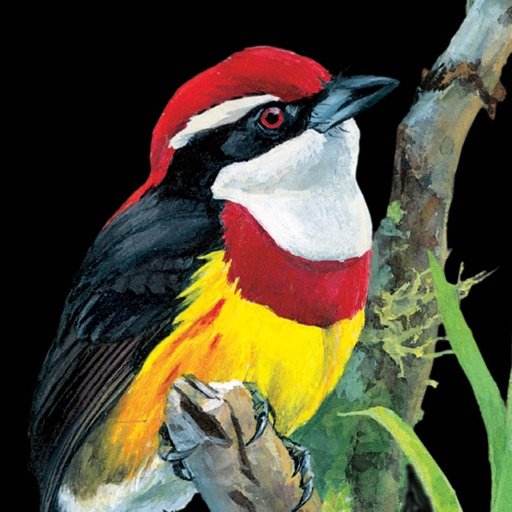 birds of peru