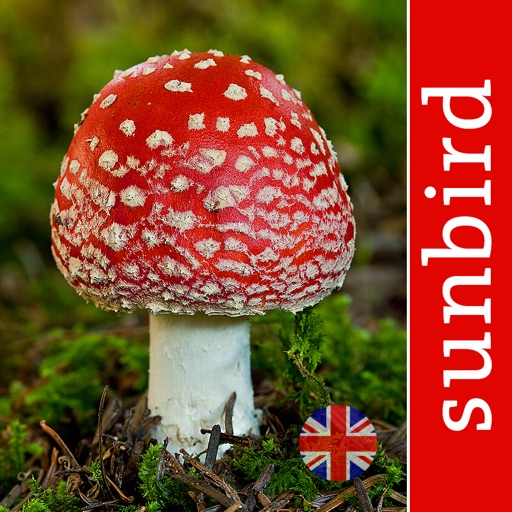 mushroom id guide - uk