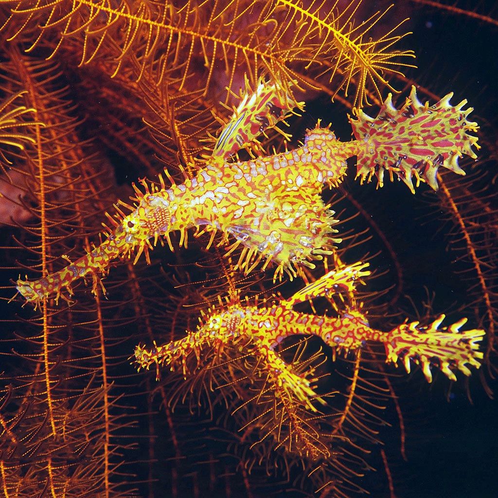 North Sulawesi Fish ID