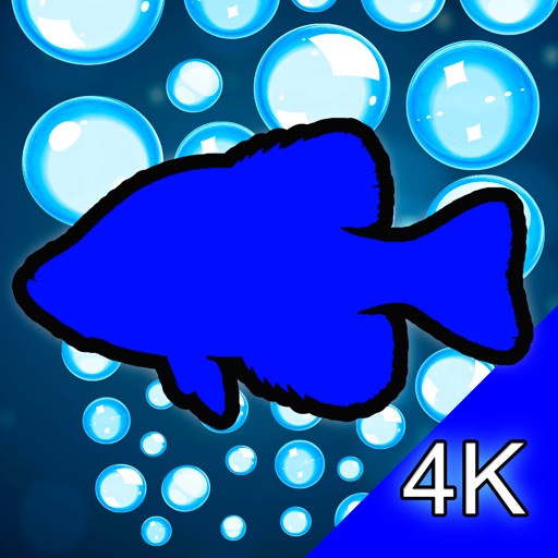 aquarium 4k - ultra hd video