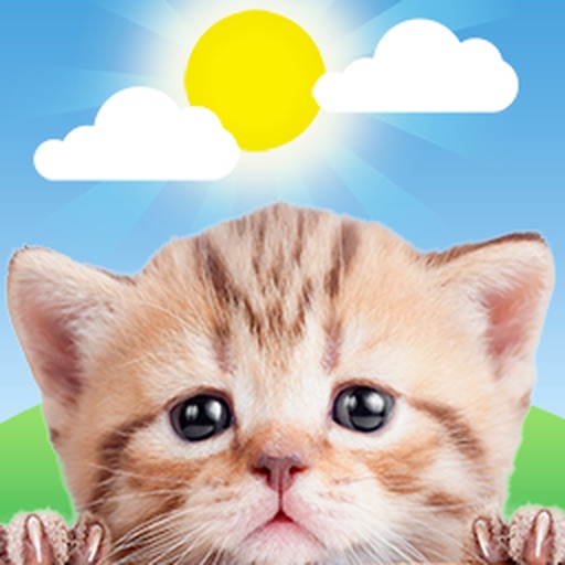 weather kitty: weather + radar