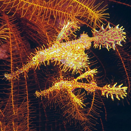 north sulawesi fish id