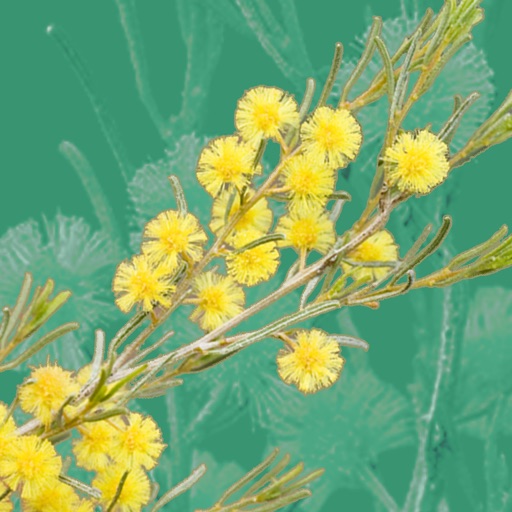 wattle - acacias of australia