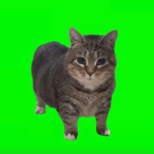 oiia cat