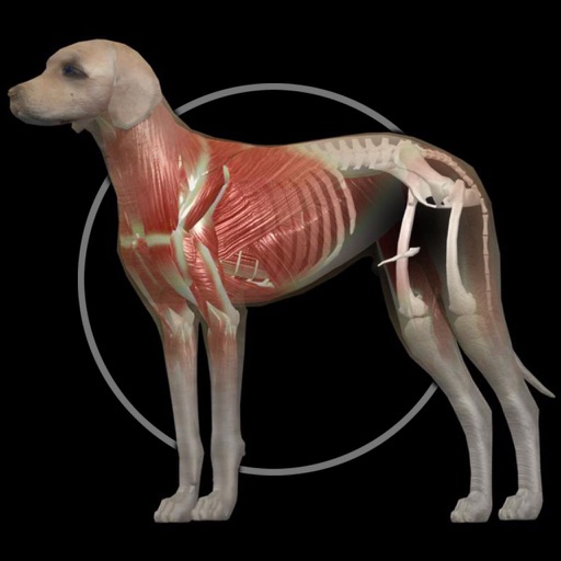 dog anatomy: canine 3d