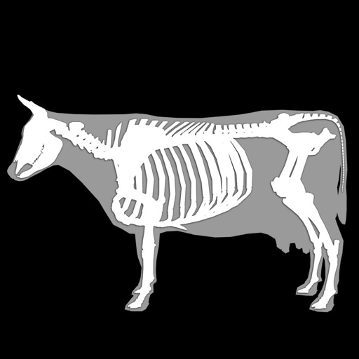3d bovine anatomy