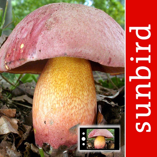 pilzsnap - pilze sammeln!