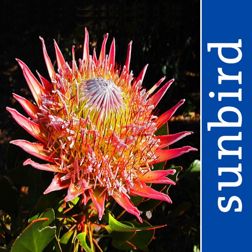 wildflowers of south africa