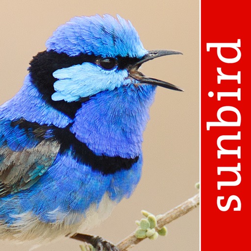 bird song id australia - automatic recognition