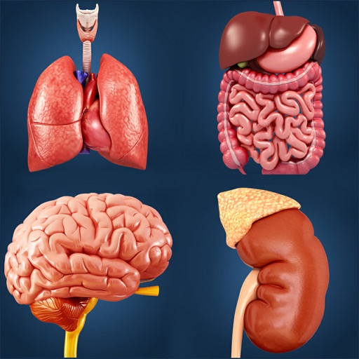 organs anatomy