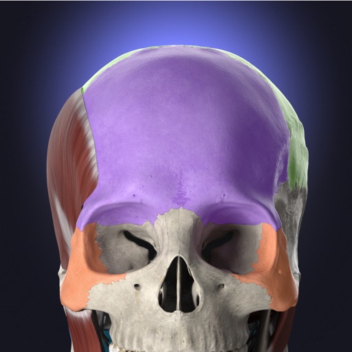 anatomyka
