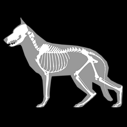 3d canine anatomy