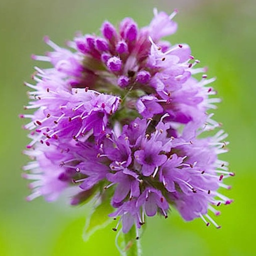forage - wild free food