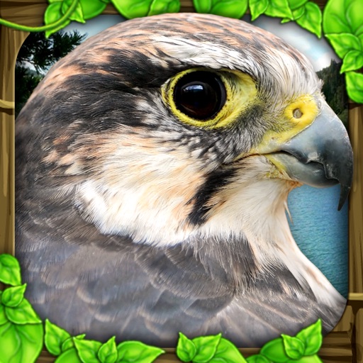 falcon simulator