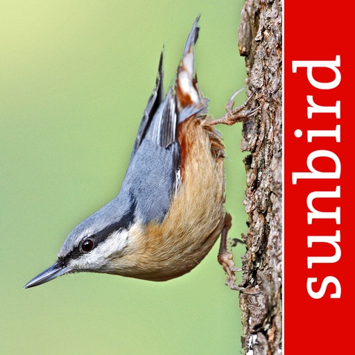 bird id - british isles birds