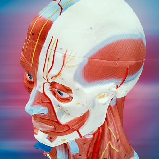 3b smart anatomy