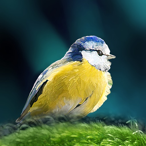 oiseaux en poche