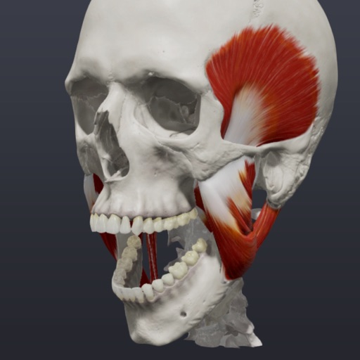 skull, teeth & tmj