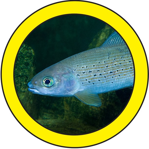 fish sorter