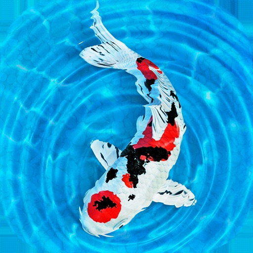 my koi