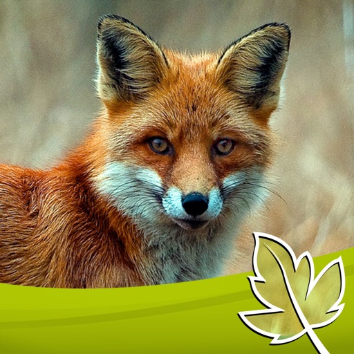 fuchs jagd