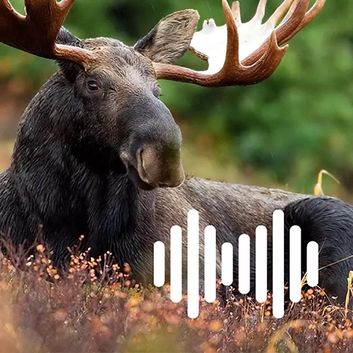 hunting calls: moose