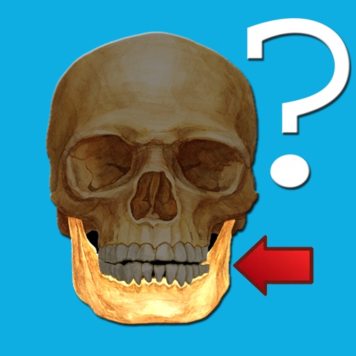 anatomy quiz