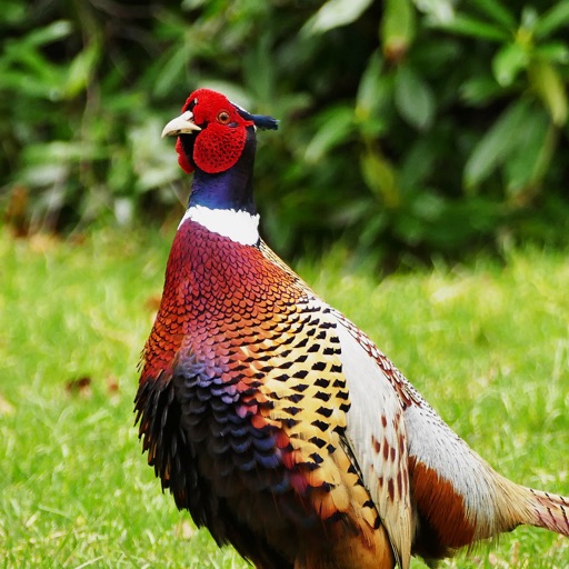 pheasant calls & sounds