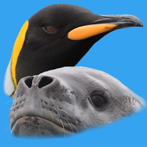 antarctic wildlife guide