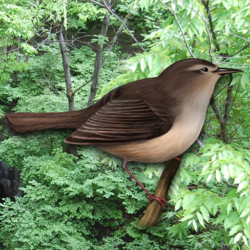 birdclock