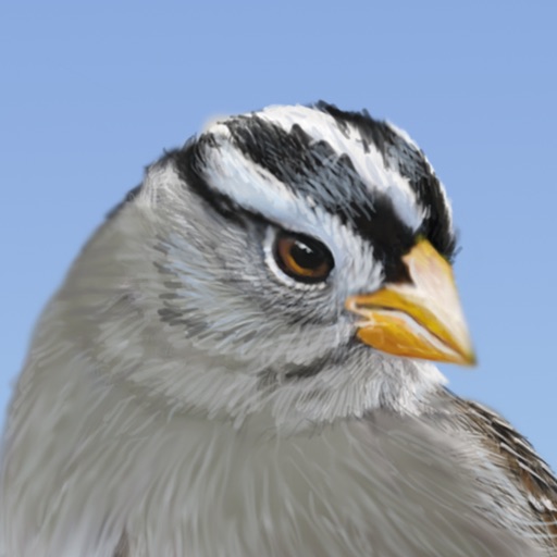 ibird yard+ guide to birds