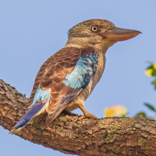 stewart australian bird calls