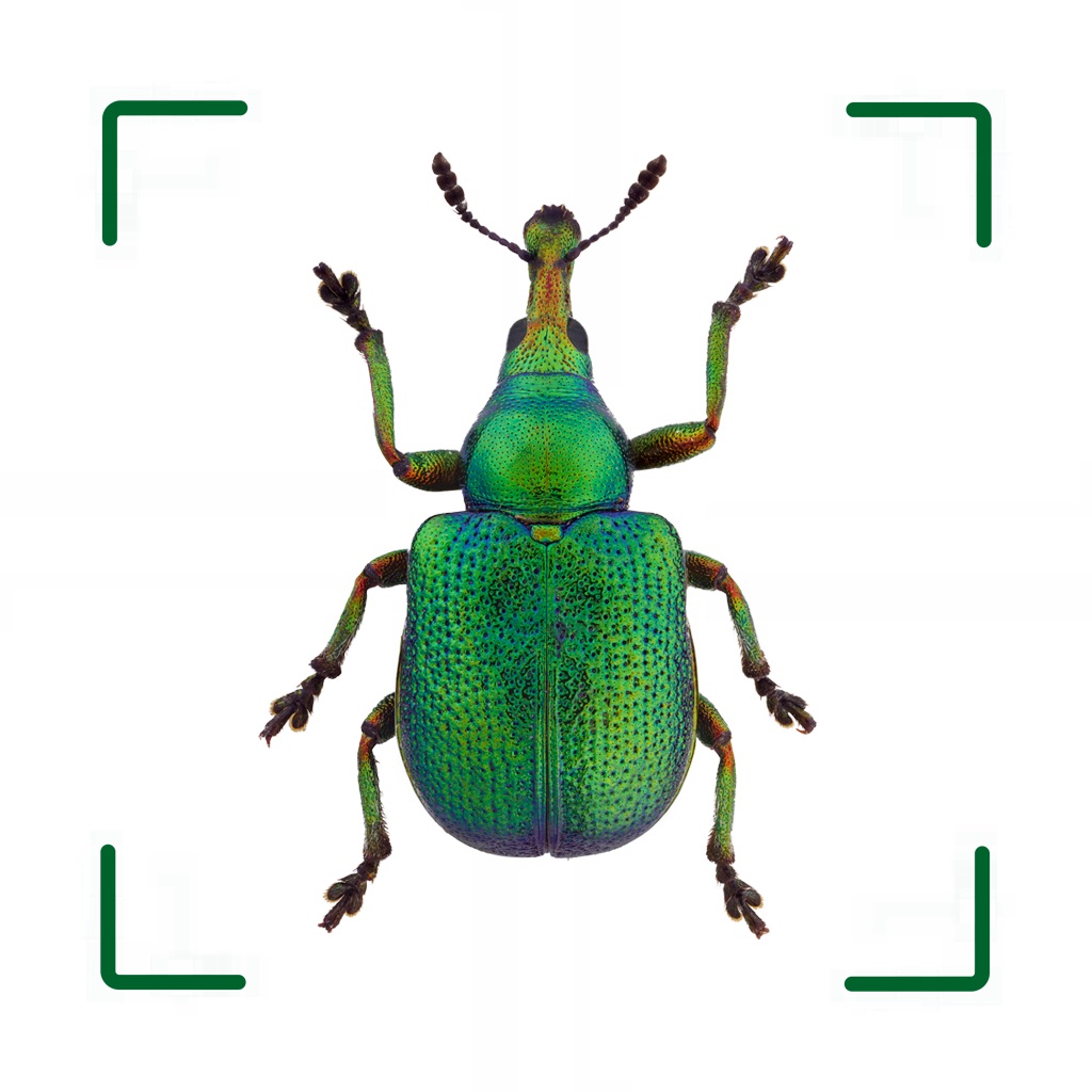 BUND Insekten Kosmos