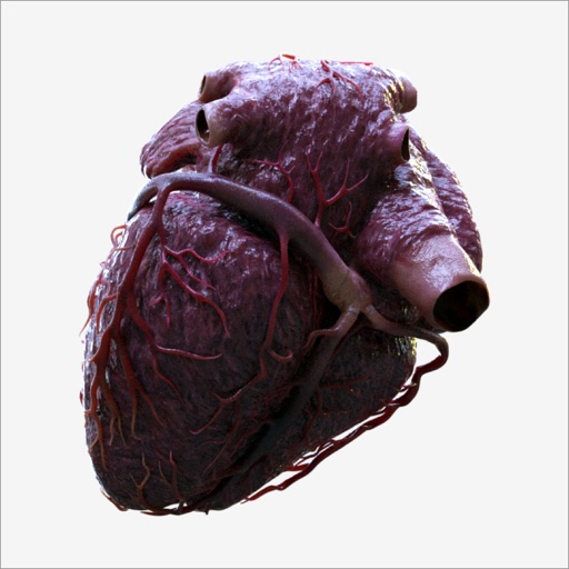 3d heart anatomy