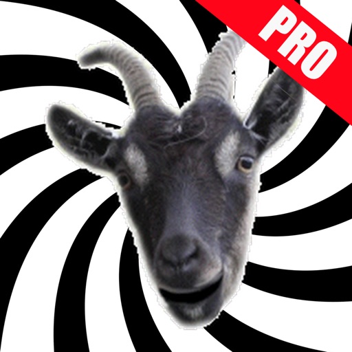screaming goat