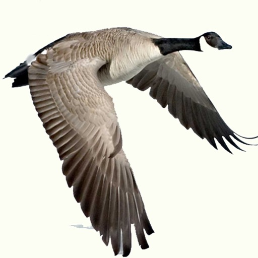 waterfowl call