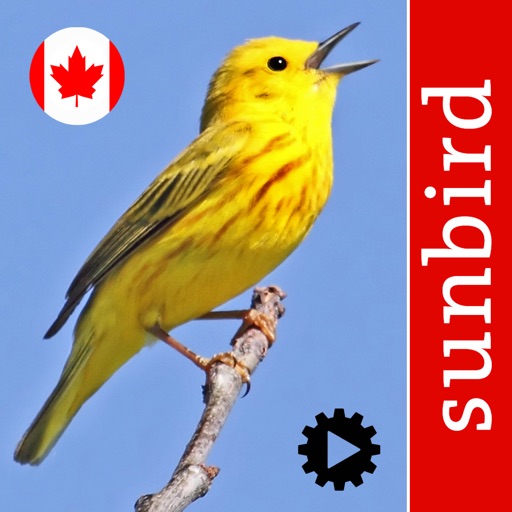 bird song id canada birdsongs
